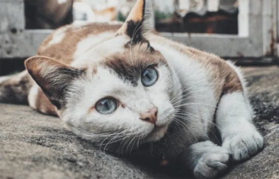 如何科学投喂流浪猫?看这一篇就够了! 如何科学投喂流浪猫?看这一篇就够了!