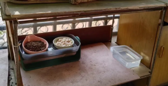 如何科学投喂流浪猫?看这一篇就够了! 如何科学投喂流浪猫?看这一篇就够了!