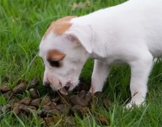 狗狗吃屎要怎么纠正 狗狗吃屎要怎么纠正