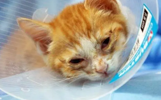 猫得猫癣怎么治好得快 猫得猫癣怎么治好得快