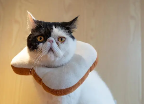 卡非猫又叫什么猫 卡非猫又叫什么猫