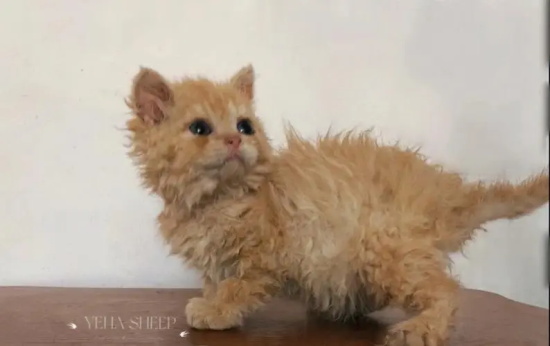 猫咪感冒有什么表现症状?