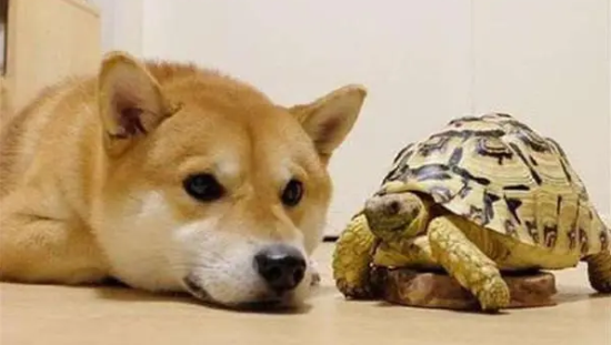 为什么狗会对乌龟感兴趣 为什么狗会对乌龟感兴趣