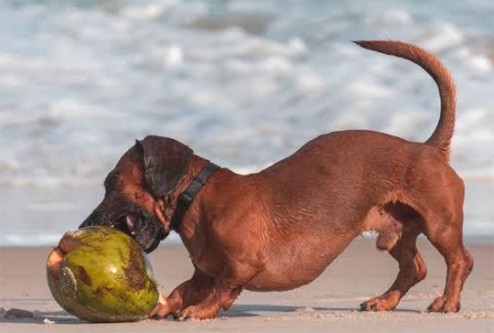 狗能喝椰子水吗 狗能喝椰子水吗