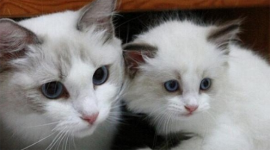 幼猫得了猫藓怎么治疗?