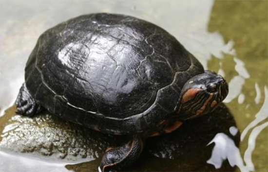 新手必看!50元以内宠物龟推荐! 新手必看!50元以内宠物龟推荐!