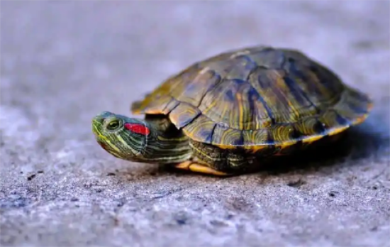 新手必看!50元以内宠物龟推荐! 新手必看!50元以内宠物龟推荐!