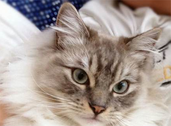 褴褛猫和布偶猫的区别