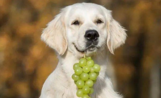 狗能不能吃葡萄 狗能不能吃葡萄