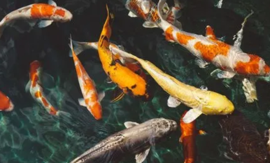 二须缺站长什么样子 二须缺站长什么样子