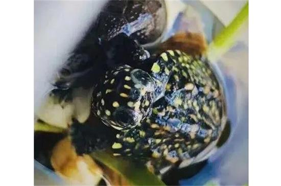 这10个经典养龟问题,解决你的难题! 这10个经典养龟问题,解决你的难题!