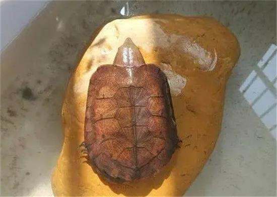 这10个经典养龟问题,解决你的难题! 这10个经典养龟问题,解决你的难题!