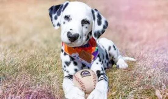 狗狗眼屎多的原因和治疗