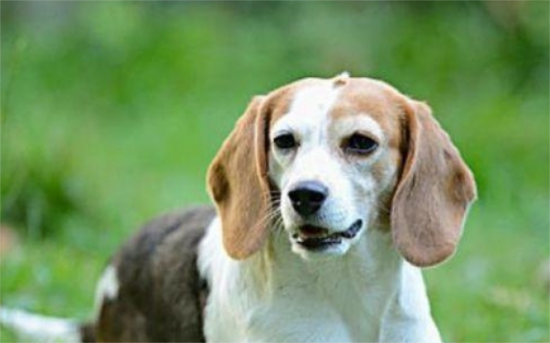 狗名字大全 狗名字大全