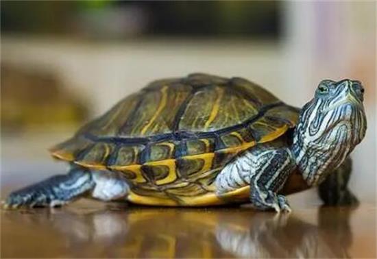 乌龟脖子水肿能自愈吗 乌龟脖子水肿能自愈吗