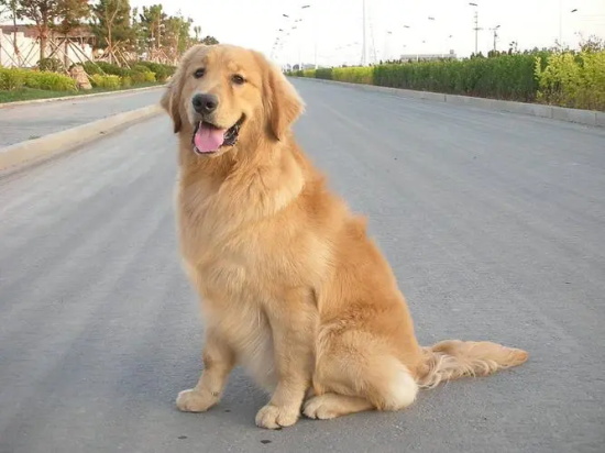 金毛犬窝咳吃什么药最好