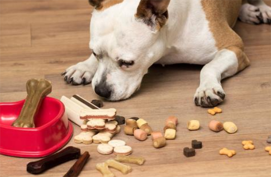 狗能吃坚果吗 狗能吃坚果吗
