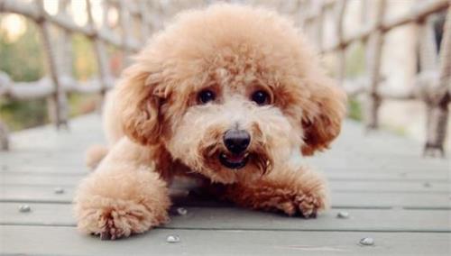 公泰迪狗做绝育手术好吗