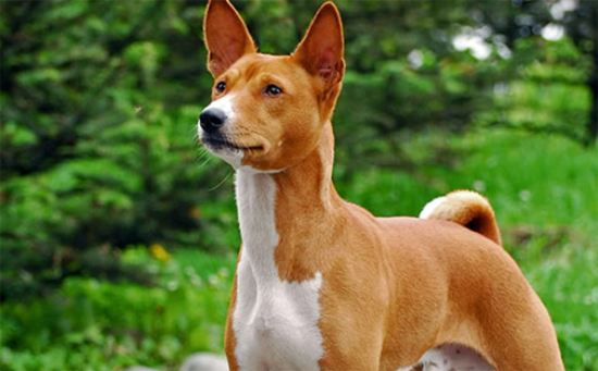 巴仙吉犬价格 巴仙吉犬多少钱一只