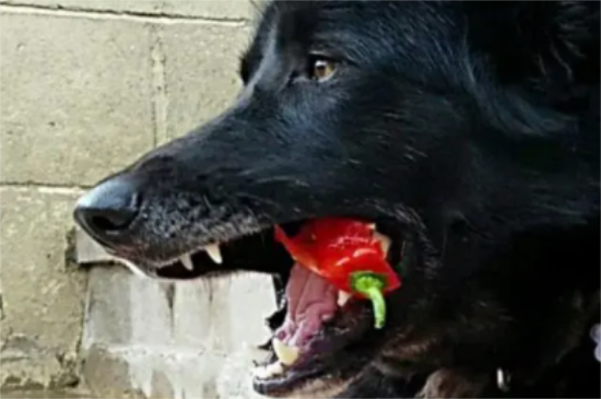 狗能吃辣椒吗 狗能吃辣椒吗