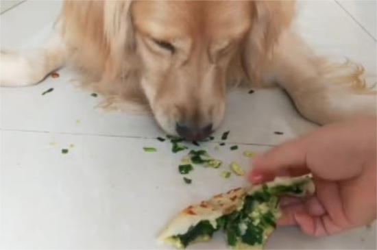 狗能吃韭菜吗为什么 狗能吃韭菜吗为什么