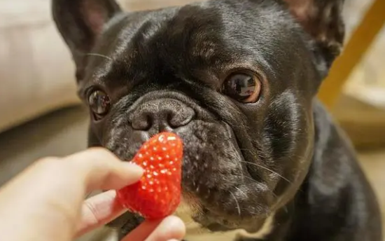 狗能吃草莓吗 狗能吃草莓吗