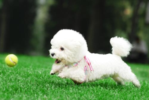 小狗有点拉稀怎么办 最有效的方法