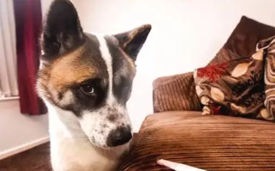 狗能吃醋吗 狗能吃醋吗