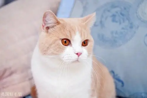 被小猫咬了一个小眼儿