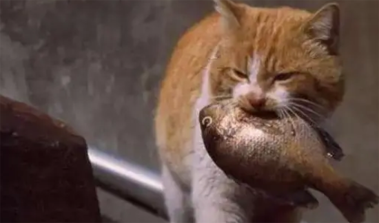 猫咪爱吃鱼?你可能一直以来误解它了 猫咪爱吃鱼?你可能一直以来误解它了