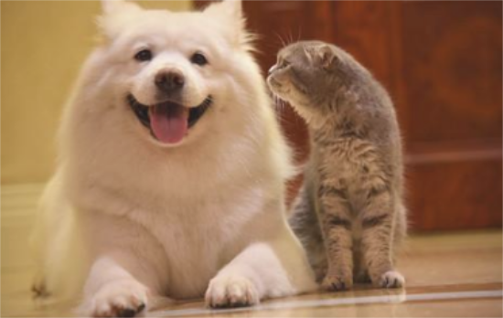 猫狗冠状病毒怎么引起的